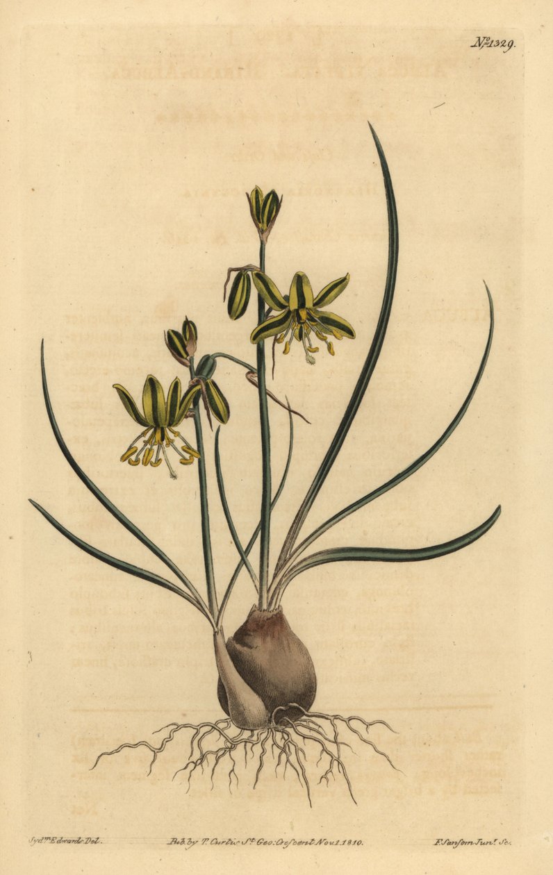 Riband albuca, Albuca vittata af Unbekannt