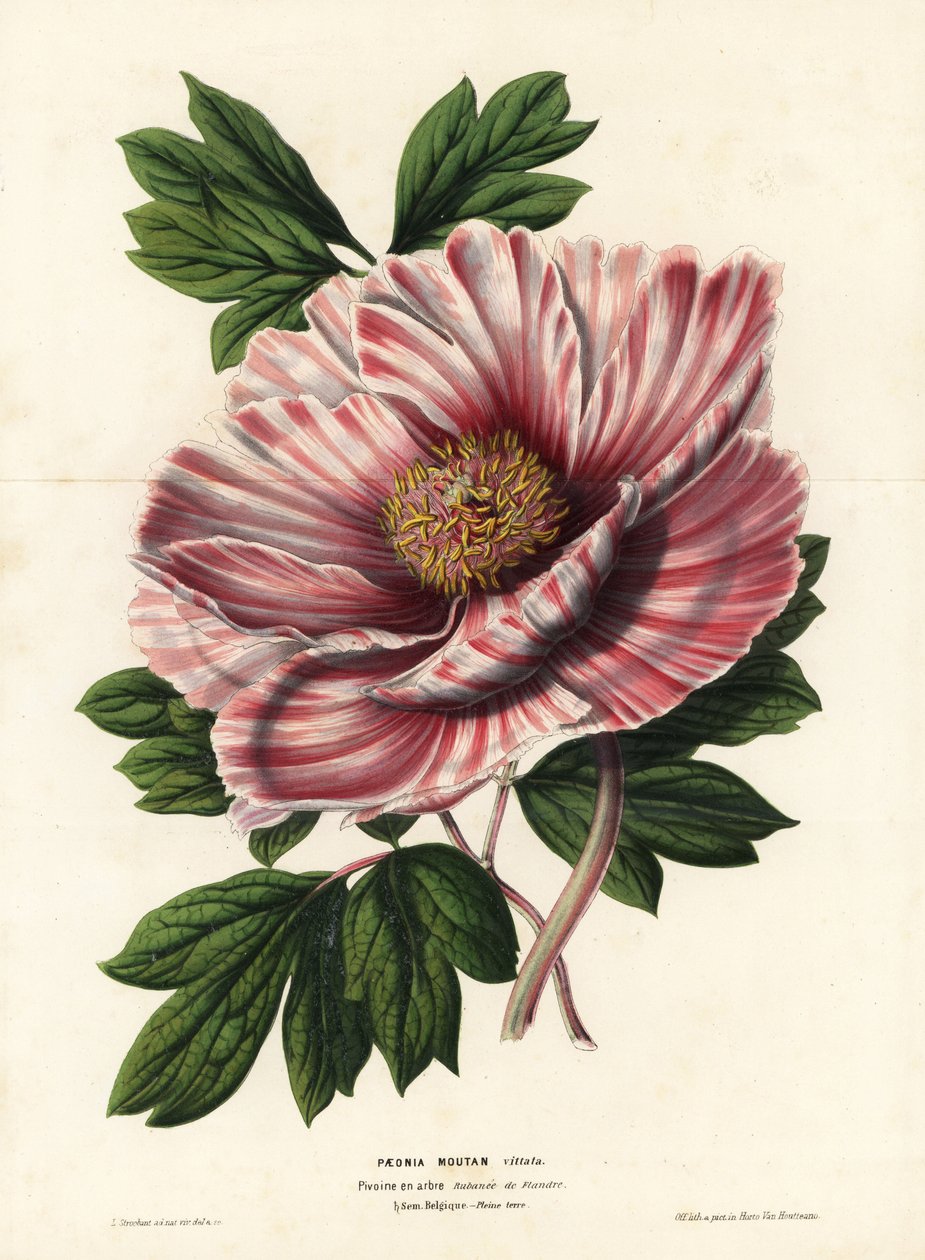 Båndpæon fra Flandern, hybrid, Paeonia moutan vittata, var. rubanee fra Flandern. Håndkoloreret litografi af L. Stroobant fra Louis van Houtte og Charles Lemaires Flowers of the Gardens and Hothouses of Europe, Flore des Serres et des Jardins de l