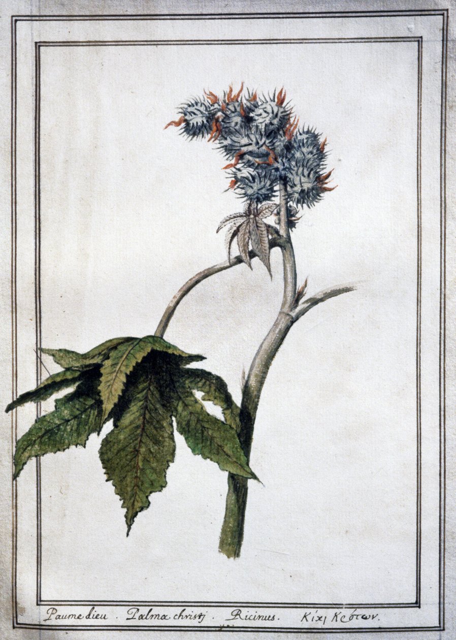 Ricinus communis af Unbekannter Künstler