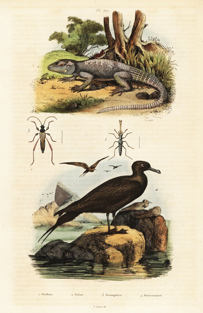 Rock agama og parasitisk jaeger., 1834-1839 (gravering) af Unbekannter Künstler