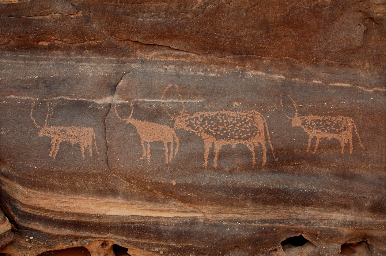 Klippekunst, forhistorie: Indgravering af fire kvæg i Uweinat-massivet, Sudan (Karkur-Talh eller Karkur Talh). Periode fra 8000 til 3000 år f.Kr. Fotografering af Unbekannt