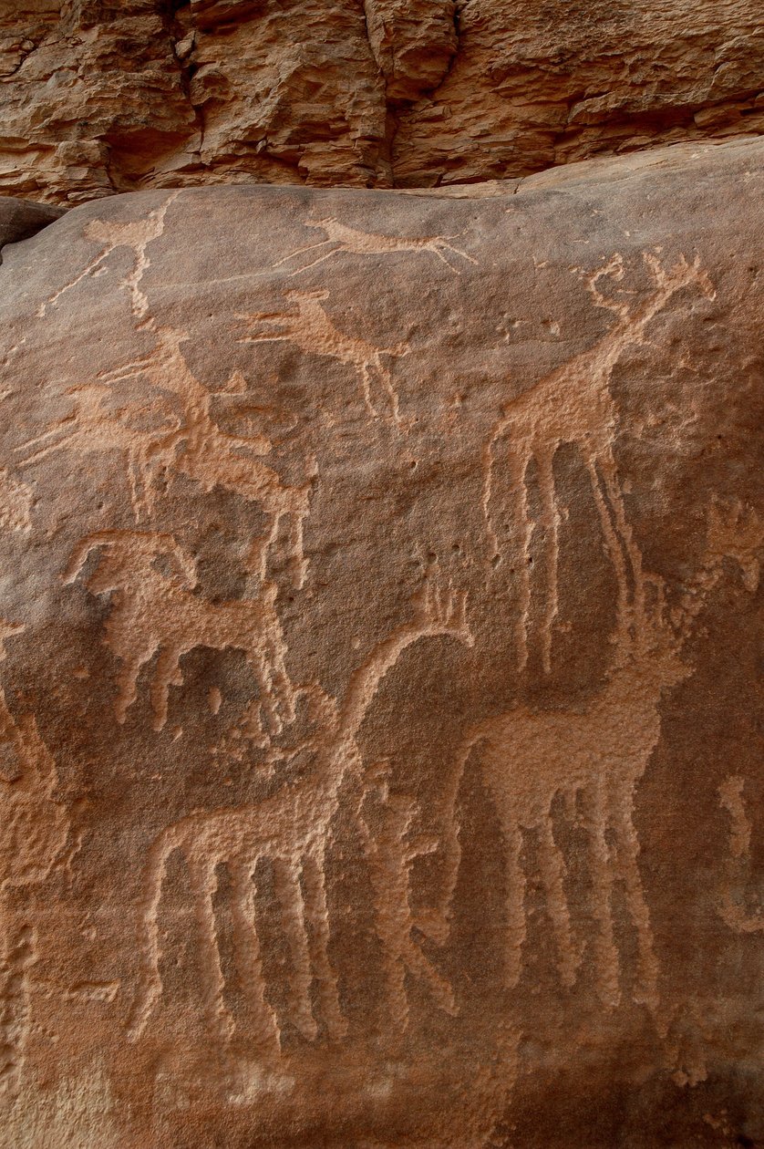Klippekunst, forhistorie: Indgravering af giraffer, strudse, får, hund og karakter i Uweinat-massivet, Sudan (Karkur-Talh eller Karkur Talh). Periode fra 8000 til 3000 år f.Kr. Fotografering af Unbekannt
