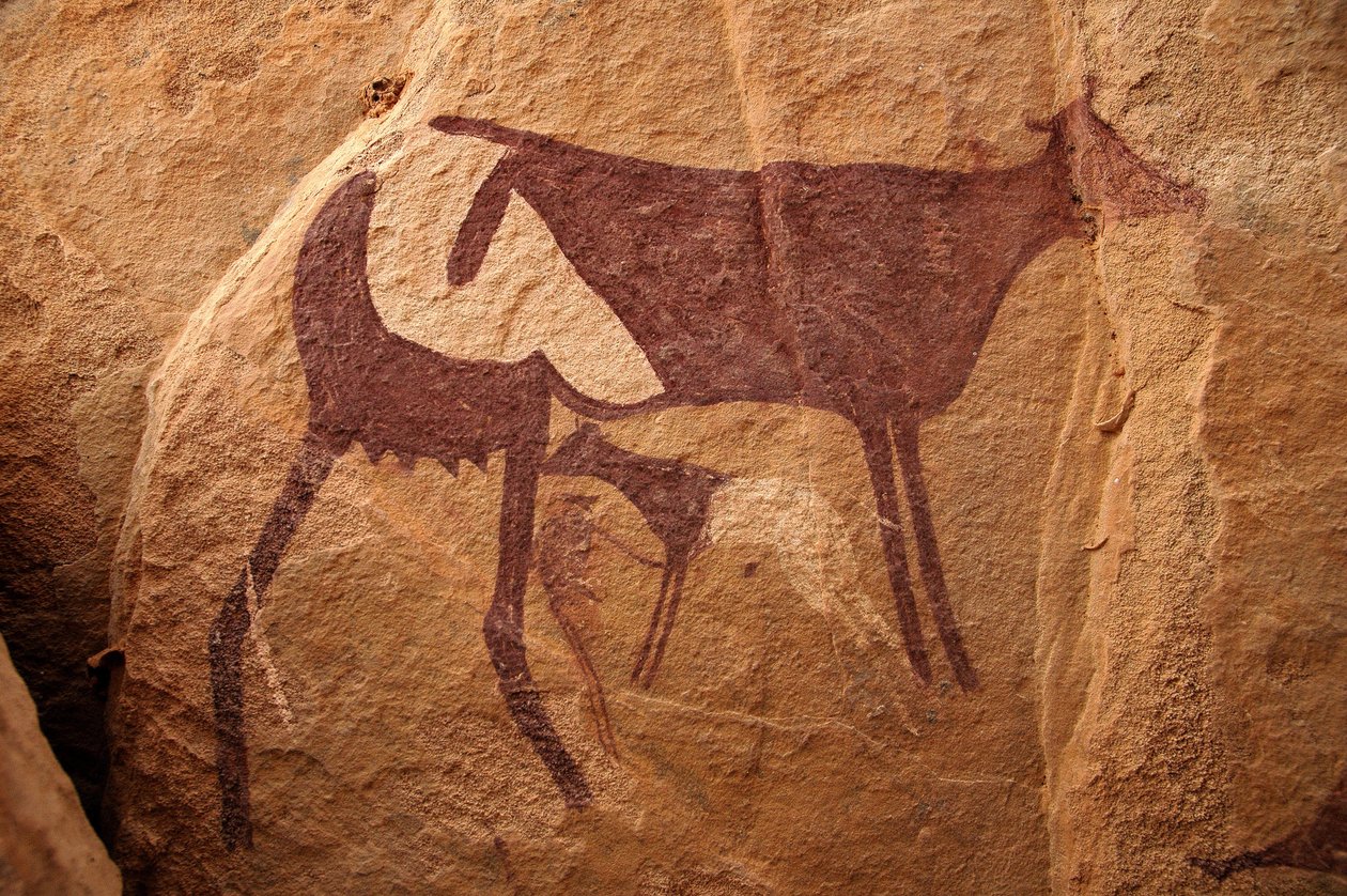 Klippekunst, forhistorie: Klippemaleri af en stor tofarvet ko og dens kalv i et udsmykket husly i Uweinat-massivet, Sudan. Periode fra 8000 til 3000 år f.Kr. Fotografering af Unbekannt
