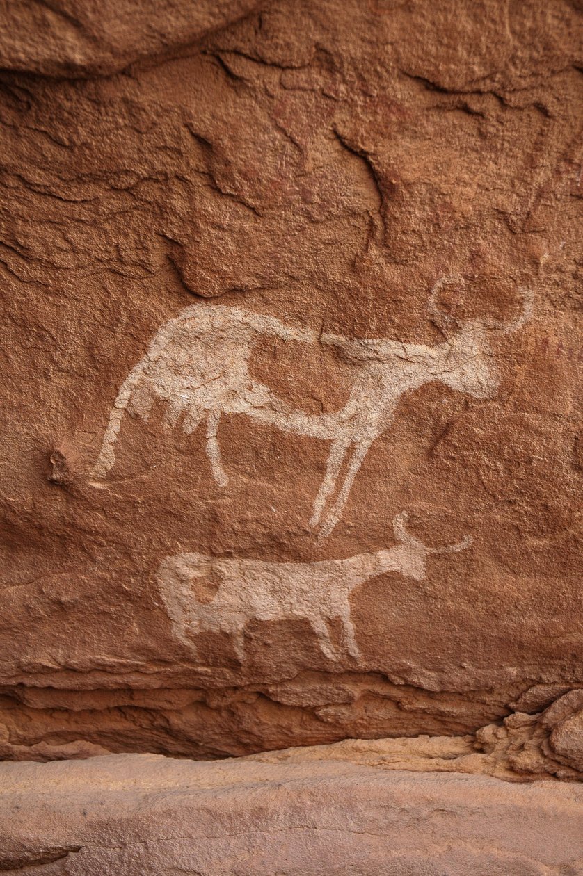 Klippekunst, forhistorie: Klippemaleri af to køer med store horn (langt horn) i et udsmykket læ, i Uweinat-massivet, Sudan (Karkur-Talh eller Karkur Talh). Periode fra 8000 til 3000 år f.Kr. Fotografering af Unbekannt