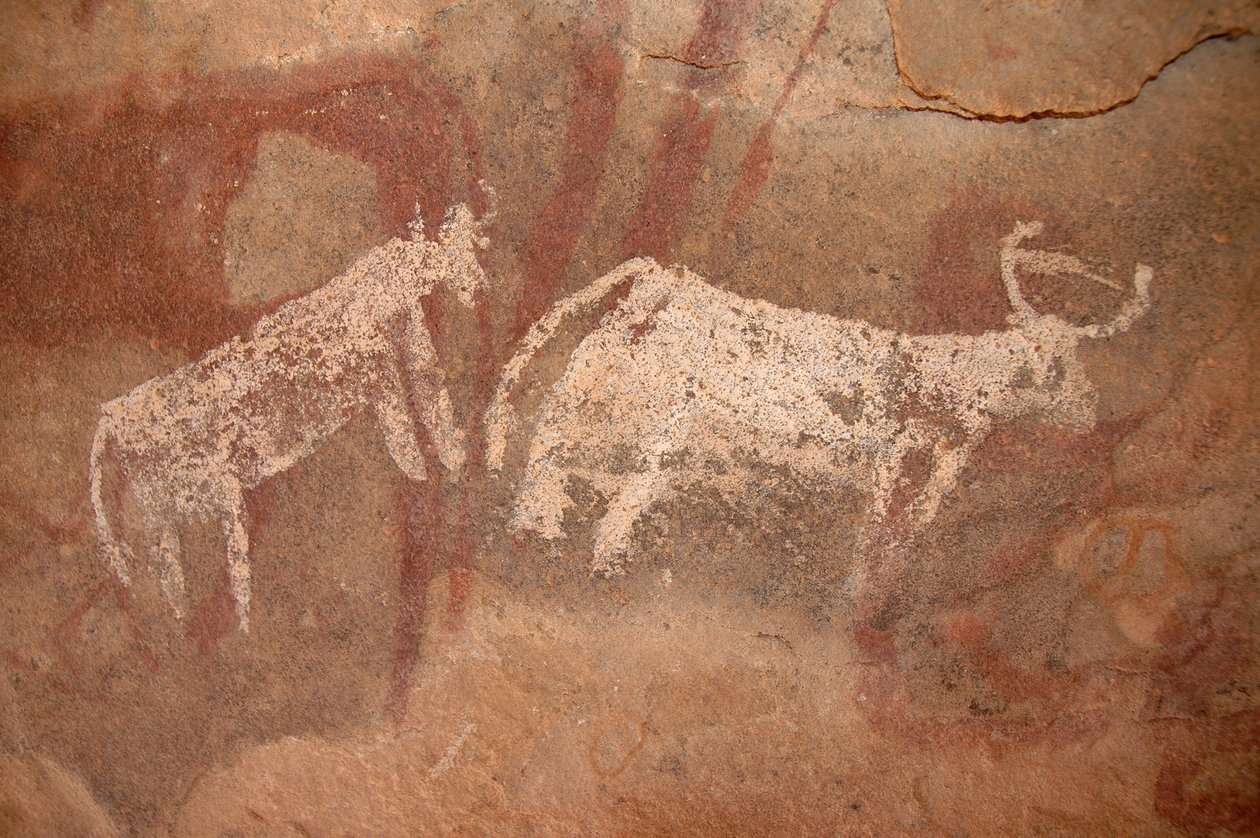 Klippekunst, forhistorie: Klippemaleri af hvidt og tofarvet kvæg i et udsmykket husly i Uweinat-massivet, Sudan (Karkur-Talh eller Karkur Talh). Periode fra 8000 til 3000 år f.Kr. Fotografering af Unbekannt