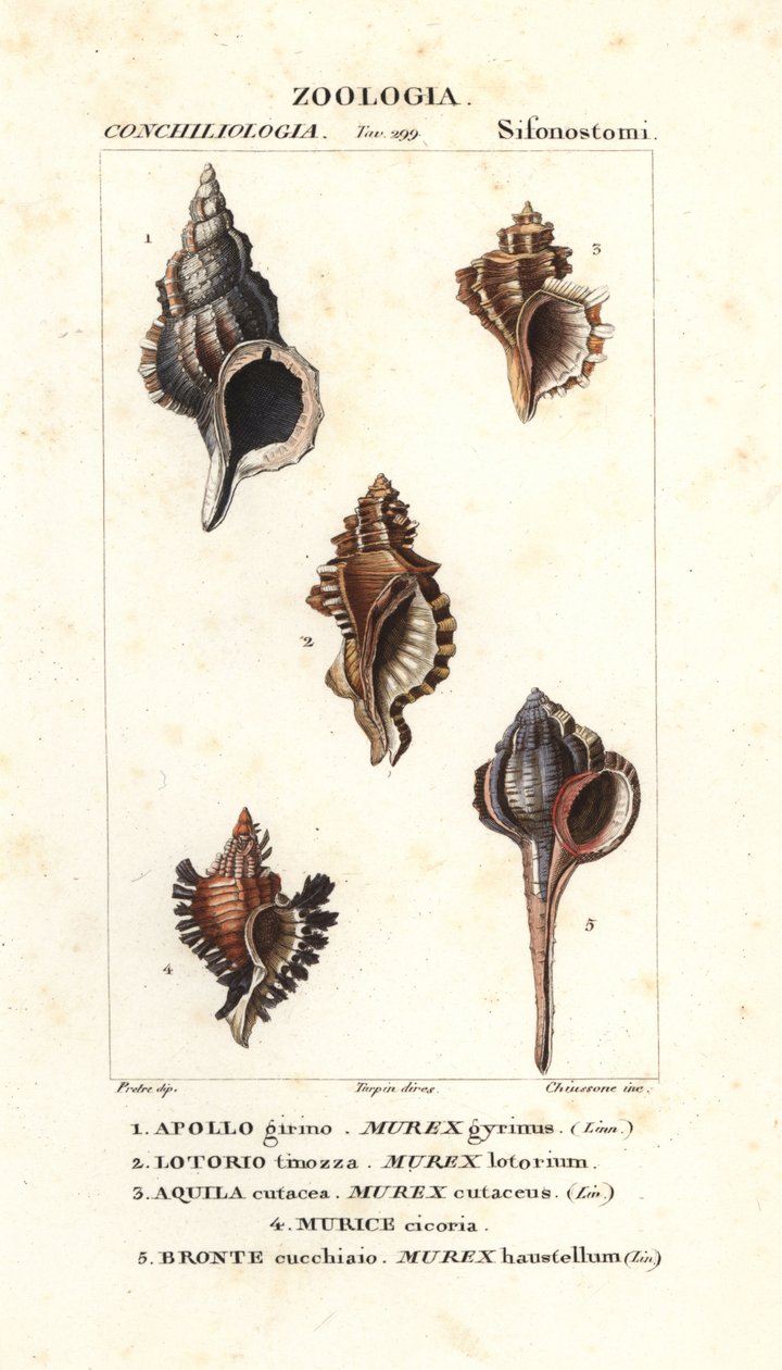 Klippesnegle fra Jussieus "Dictionary of Natural Science", Firenze, Italien af Unbekannter Künstler
