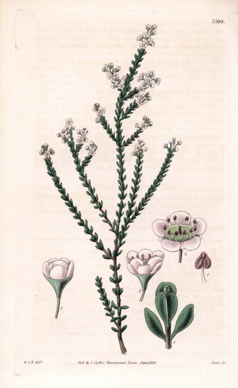 Rock thryptomene, Thryptomene saxicola (sydvestlig australsk stenbusk) (Stony baeckea, Baeckea saxicola). Håndkoloreret kobberstik af Swan efter en illustration af William Jackson Hooker fra Samuel Curtis
