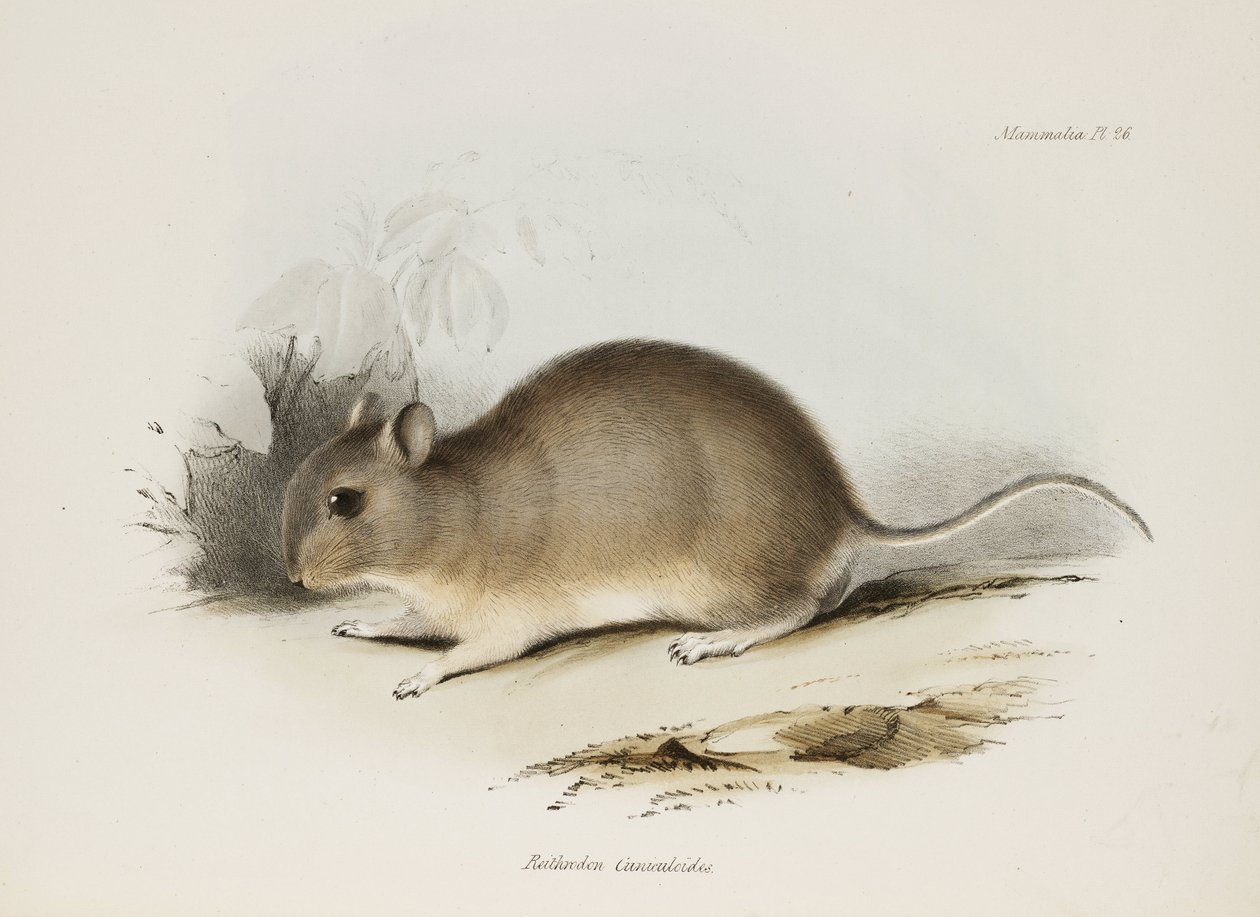 Gnaver, c 1832-1836 af Unbekannter Künstler