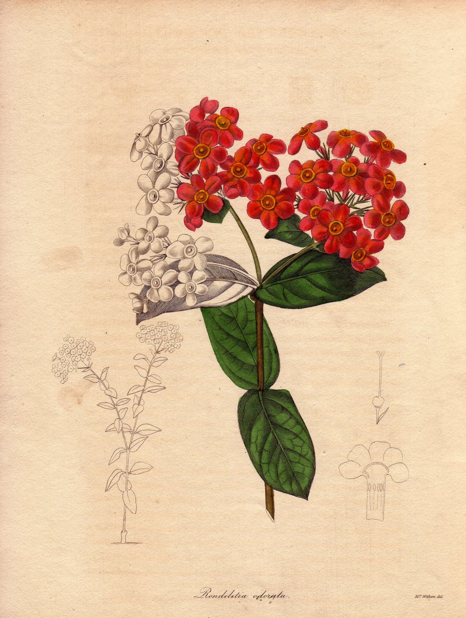 Rondeletie ecarlate eller duftende (Rondeletia odorata). Busk hjemmehørende i Panama og Cuba, buskagtig og stedsegrøn, 2 til 3 meter høj og blomstrer om foråret med lyserøde og gule orange blomster, meget duftende. Illustration af Augusta Innes Withers (1 af Unbekannter Künstler
