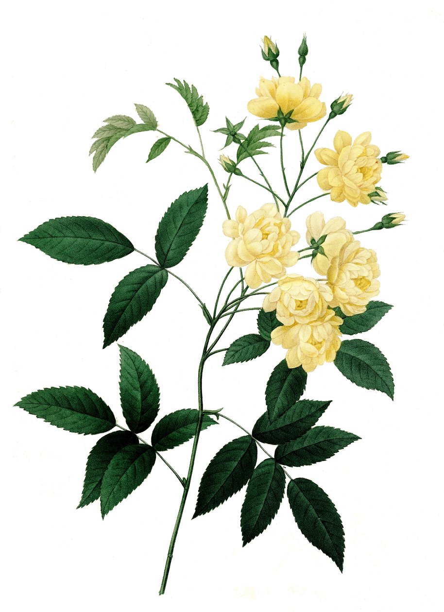 Bancks rose var. med gule blomster, Rosa banksiae, Banks rose af Unbekannter Künstler