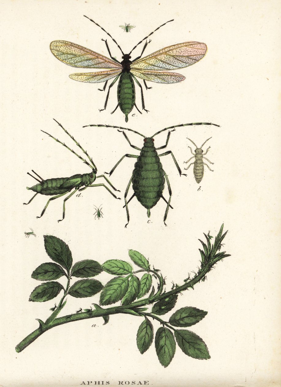 Rosenbladlus, Aphis rosae, på rosenbusk. Håndkoloreret litografi fra Georg Friedrich Treitschkes naturhistoriske galleri, Naturhistorischer Bildersaal des Thierreiches, Liepzig-1842. af Unbekannter Künstler