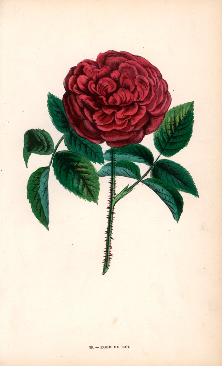 Rose du Roi, en hybrid fremavlet af Portland-rosen, Rosa portlandica, af Monsieur Souchet i Sevres. af Unbekannter Künstler
