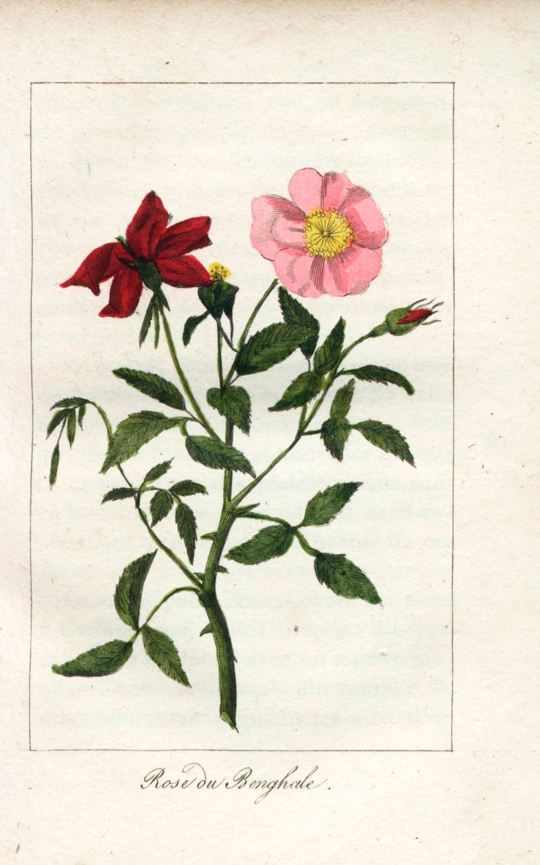 Rose af Bengalen, Rosa indica. Håndkoloreret kobberstik af en illustration af Miss Prudhomme fra "Hommage rendu a la Rose", Paris, ca. 1815. En gavebog med rosens historie og et dusin botaniske miniaturer. af Unbekannter Künstler