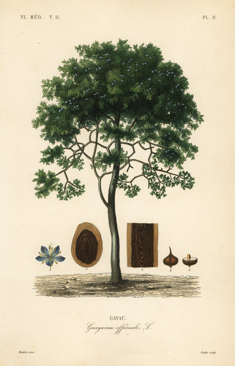 Roughbark wood-life eller guaiacwood, Guaiacum officinale, Guayacum officinale, Gayac af Unbekannt
