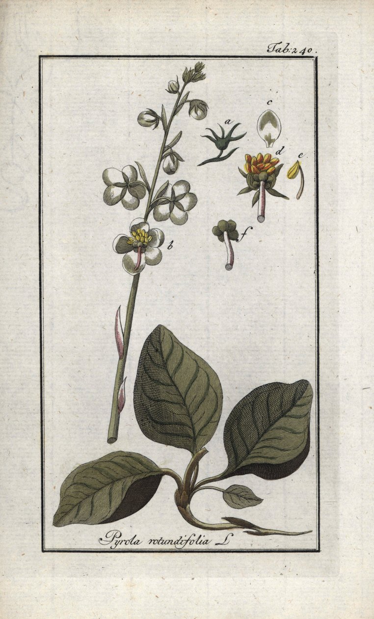 Rundbladet pyrol (Pyrola rotundifolia). Litografi fra "Afbeelding der Artseny-Gewassen" af Johannes Zorn (1739-1799), Holland af Unbekannter Künstler