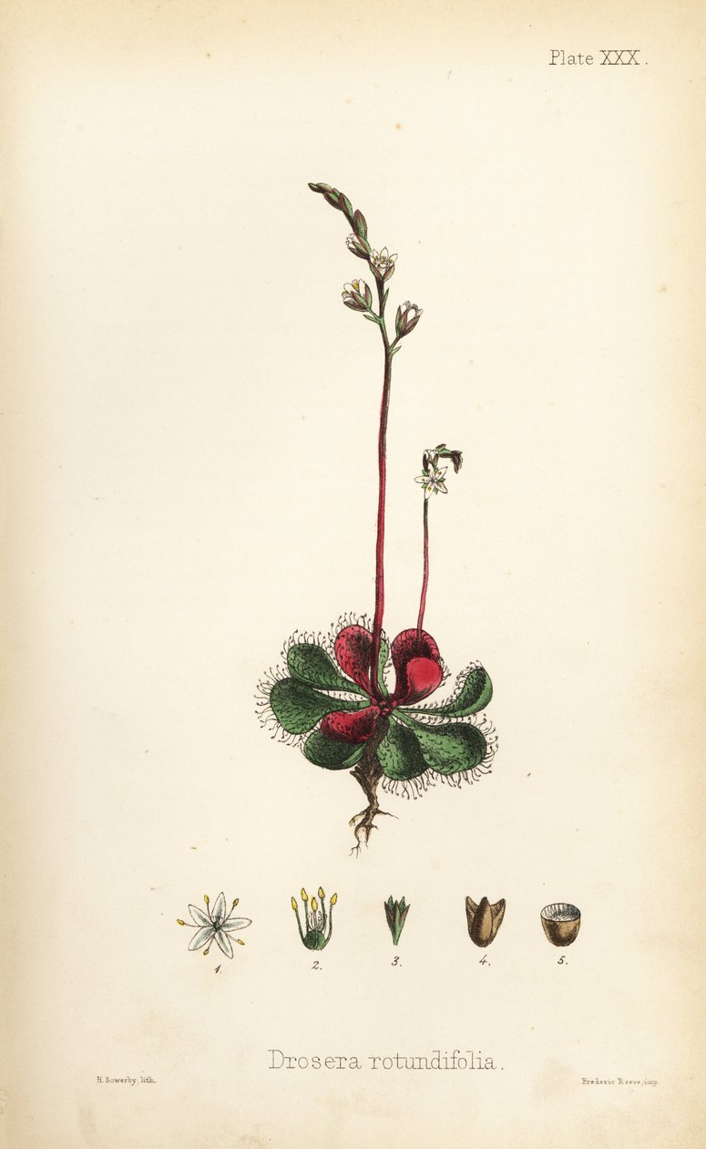 Rundbladet soldug, Drosera rotundifolia. Håndkoloreret litografi af Henry Sowerby fra Edward Hamiltons Flora Homeopathica, Bailliere, London. af Unbekannter Künstler