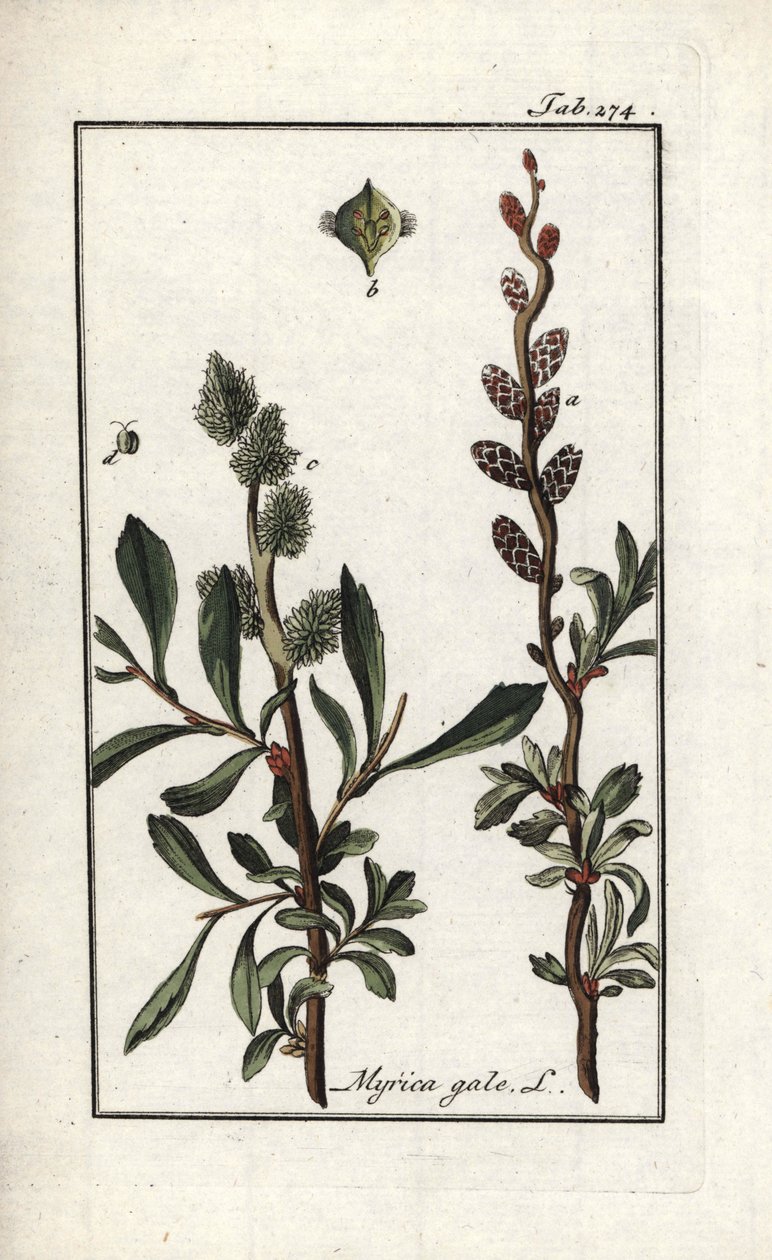Kongepeber eller sumpmyrte (Myrica gale). Litografi fra "Afbeelding der Artseny-Gewassen" af Johannes Zorn (1739-1799), Holland af Unbekannter Künstler