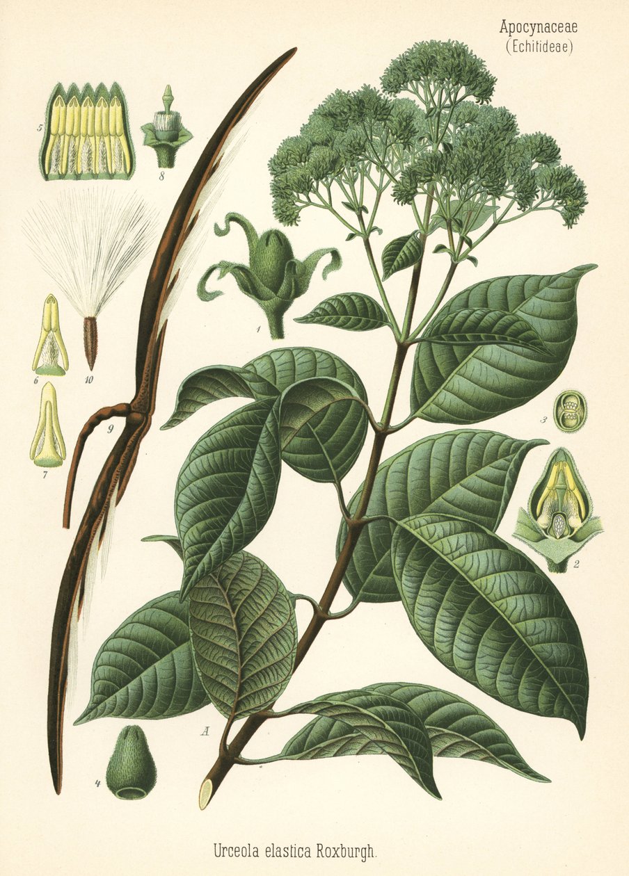 Gummitræ, Urceola elastica. Kromolitografi efter en botanisk illustration fra Hermann Adolph Koehler