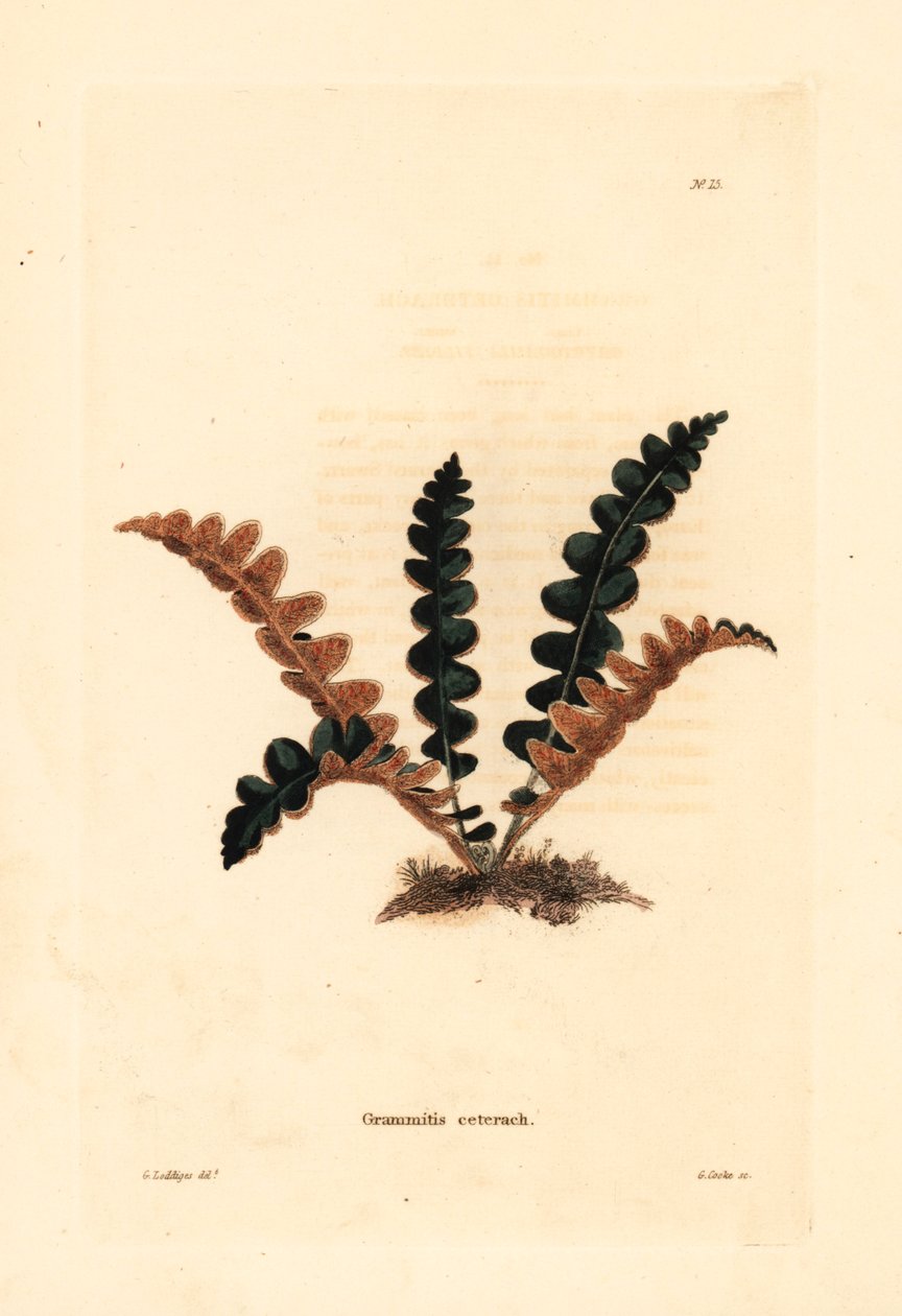 Rustbæger, Ceterach officinarum (Grammitis ceterach). Håndkoloreret kobberstik af George Cooke efter George Loddiges fra Conrad Loddiges