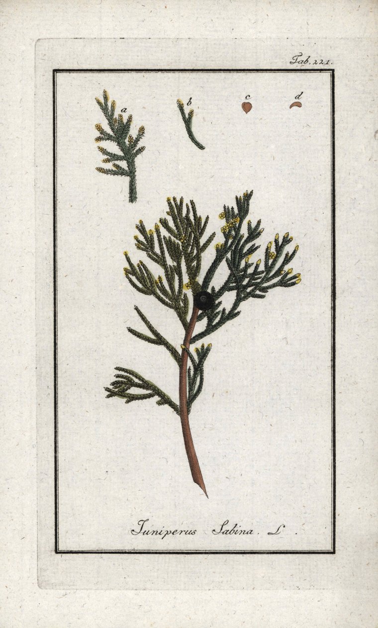 Enebær (Juniperus sabina). Litografi fra "Afbeelding der Artseny-Gewassen" af Johannes Zorn (1739-1799), Holland af Unbekannter Künstler
