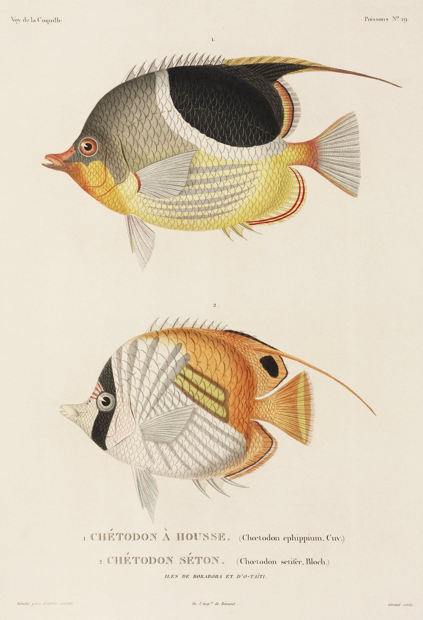 Saddleback og Auriga sommerfuglefisk, det sydlige Stillehav af Unbekannter Künstler