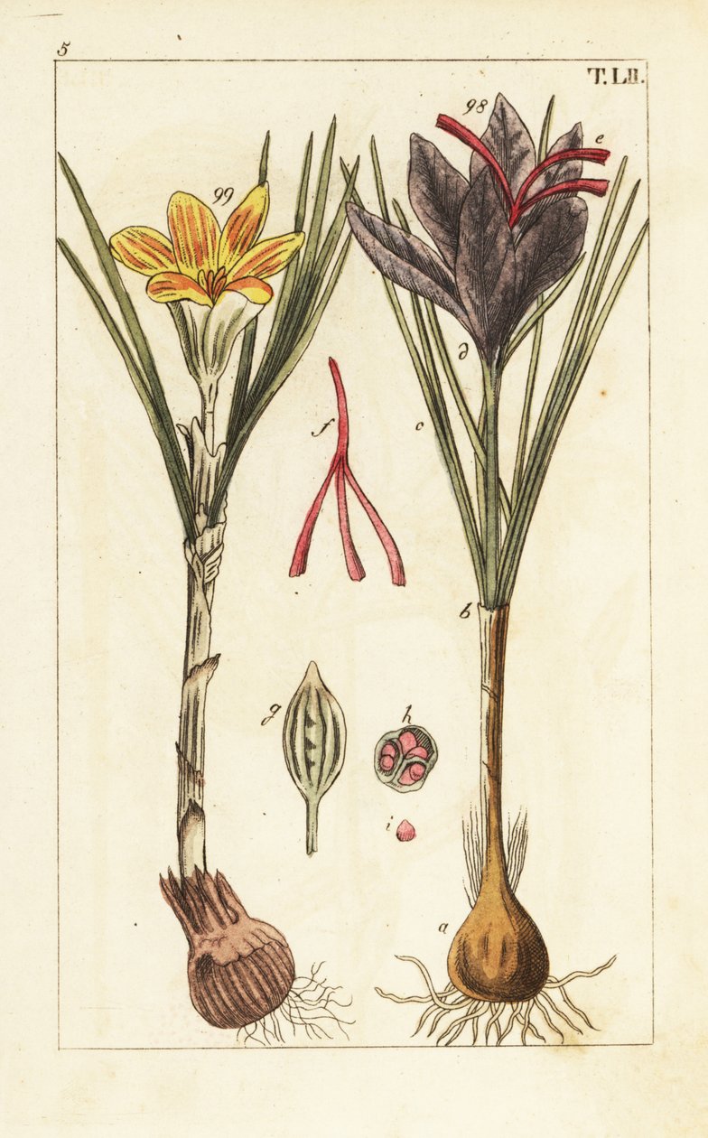Safrankrokus, Crocus sativus. af Unbekannter Künstler