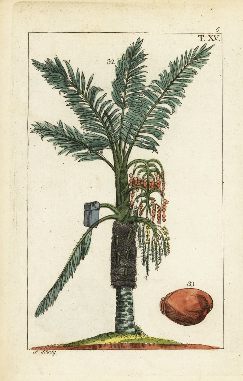 Sago palm tree, Metroxylon sagu. af Unbekannter Künstler