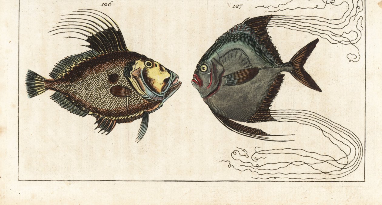 Saint stone (eller søhøne, doree eller zee) - skomagertråd (eller fjerklædt carangue) - John Dory, Zeus faber 126, og afrikansk pompano, Alectis ciliaris 127. Håndkoloreret kobberstik fra Gottlieb Tobias Wilhelms Encyclopedia of Natural History: Fish, af Unbekannter Künstler
