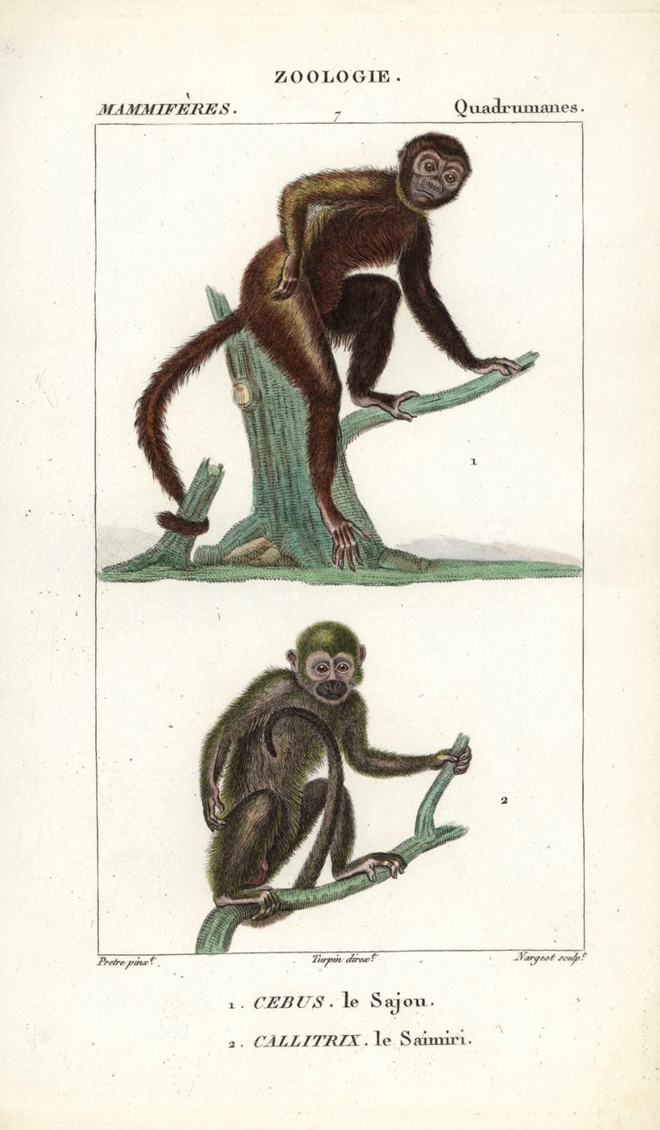 Sajou eller saphogano eller kapucinerabe og saimiri eller egernabe - Eau forte af Jean Gabriel Pretre (1780-1845), graveret af Carnonkel, til naturvidenskabelig ordbog: pattedyr af Frederic Cuvier, redigeret af Pierre Jean Francois Turpin (1775-1840), udg. af Unbekannter Künstler