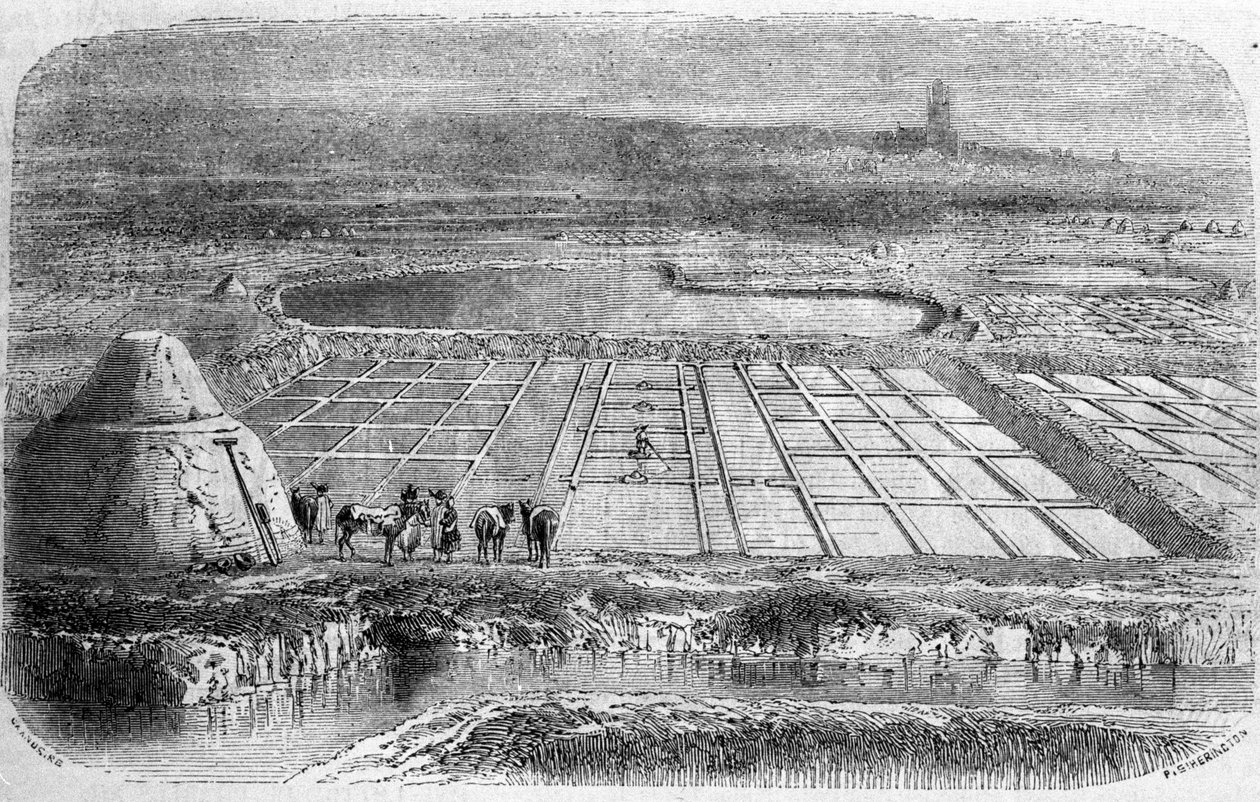 Saltproduktion: strandenge (saltvand) i det sydlige Frankrig. 1800-tals gravering af Unbekannt