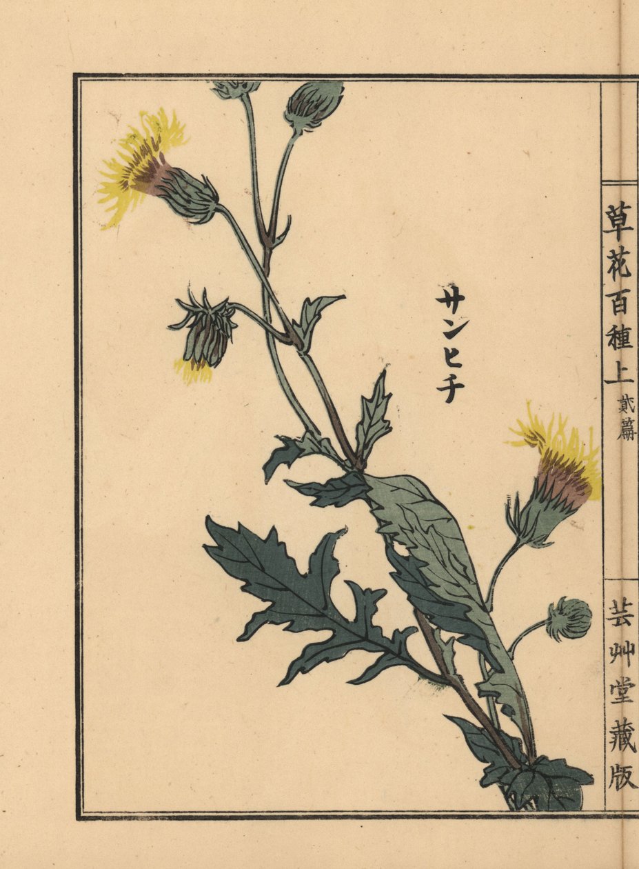 Sanhichisou eller japansk purpurpassion, Gynura japonica. Håndkoloreret træsnit af Kono Bairei fra Kusa Bana Hyakushu (One Hundred Varieties of Flowers), Tokyo, Yamada af Unbekannter Künstler