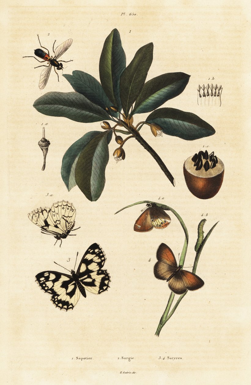 Sapodilla og møl. af Unbekannter Künstler