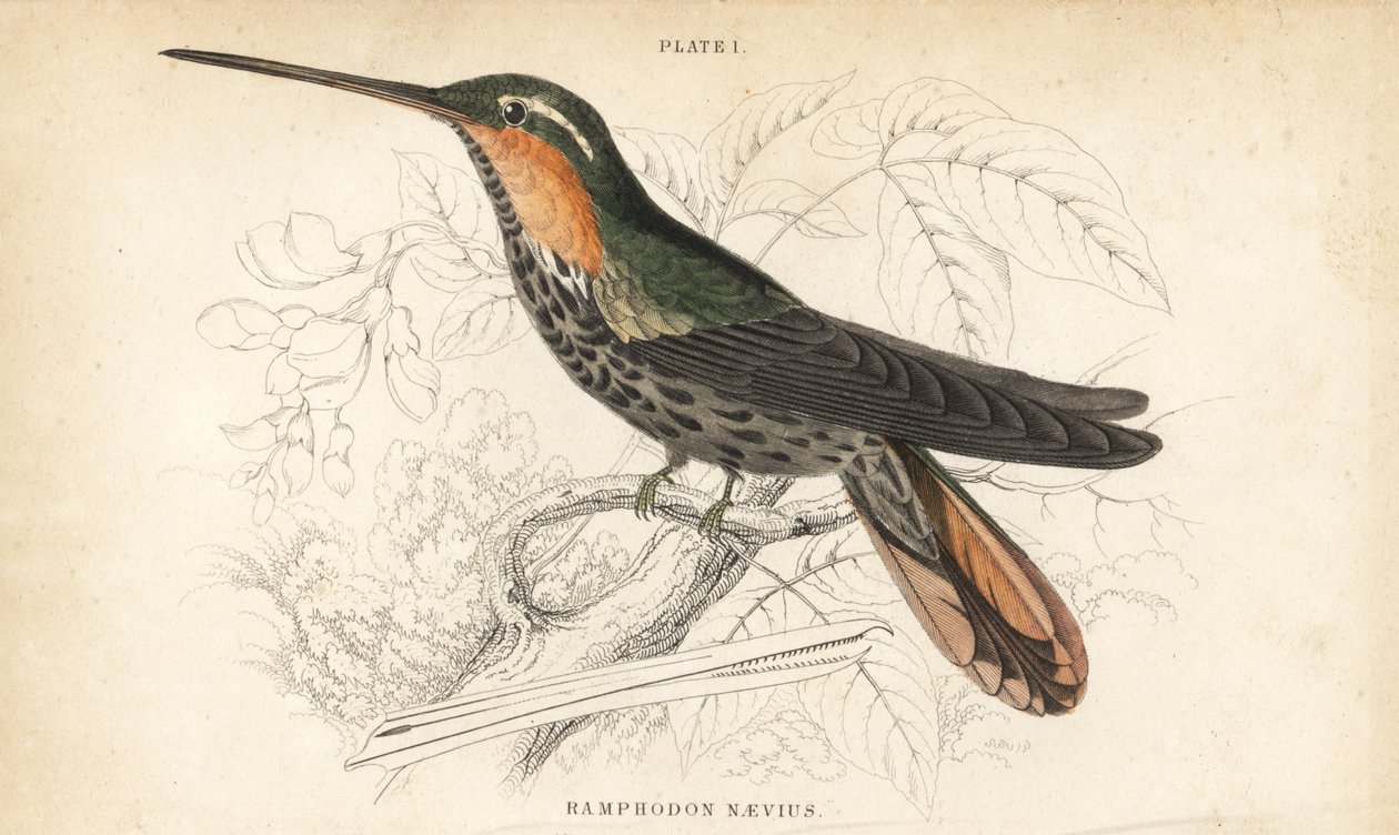 Savbuget eremit, Ramphodon naevius (plettet savbuget kolibri). Håndkoloreret stålstik af William Lizars fra Sir William Jardine