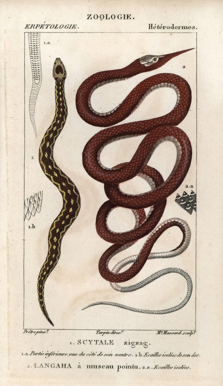 Savskællet hugorm, scytale zigzag, Echis carinatus, og madagaskisk bladnæseslange, langaha a pointu snout, Langaha madagascariensis. Håndkoloreret kobberstik fra Jussieus "Dictionary of Natural Sciences" 1816-1830. Bøgerne om fisk af Unbekannter Künstler