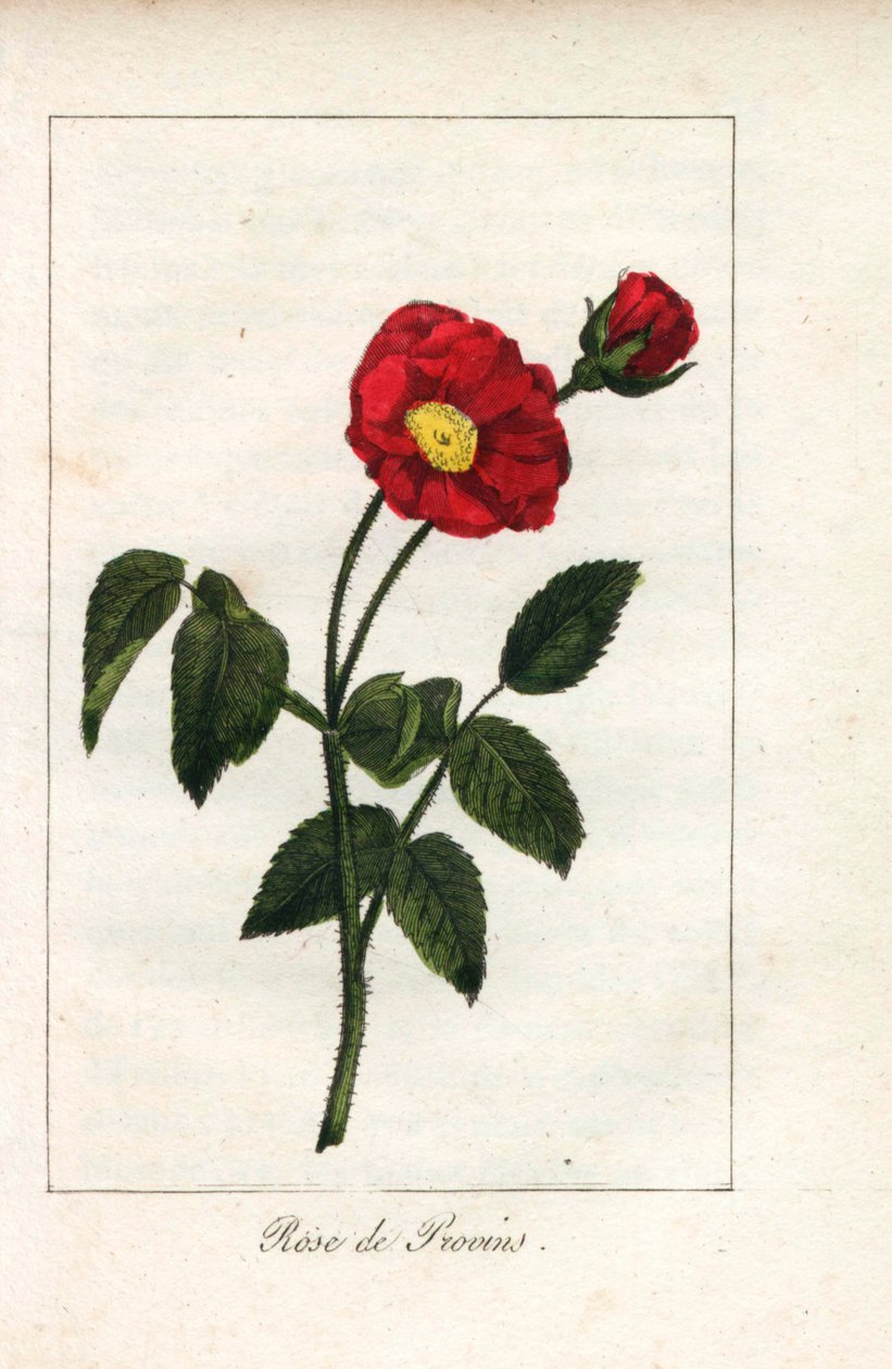 Skarlagenrød Provence-rose, Provins-rose, Rosa gallica. Håndkoloreret kobberstik af en illustration af Miss Prudhomme fra "Hommage rendu a la Rose", Paris, ca. 1815. En gavebog med rosens historie og et dusin botaniske miniaturer. af Unbekannter Künstler