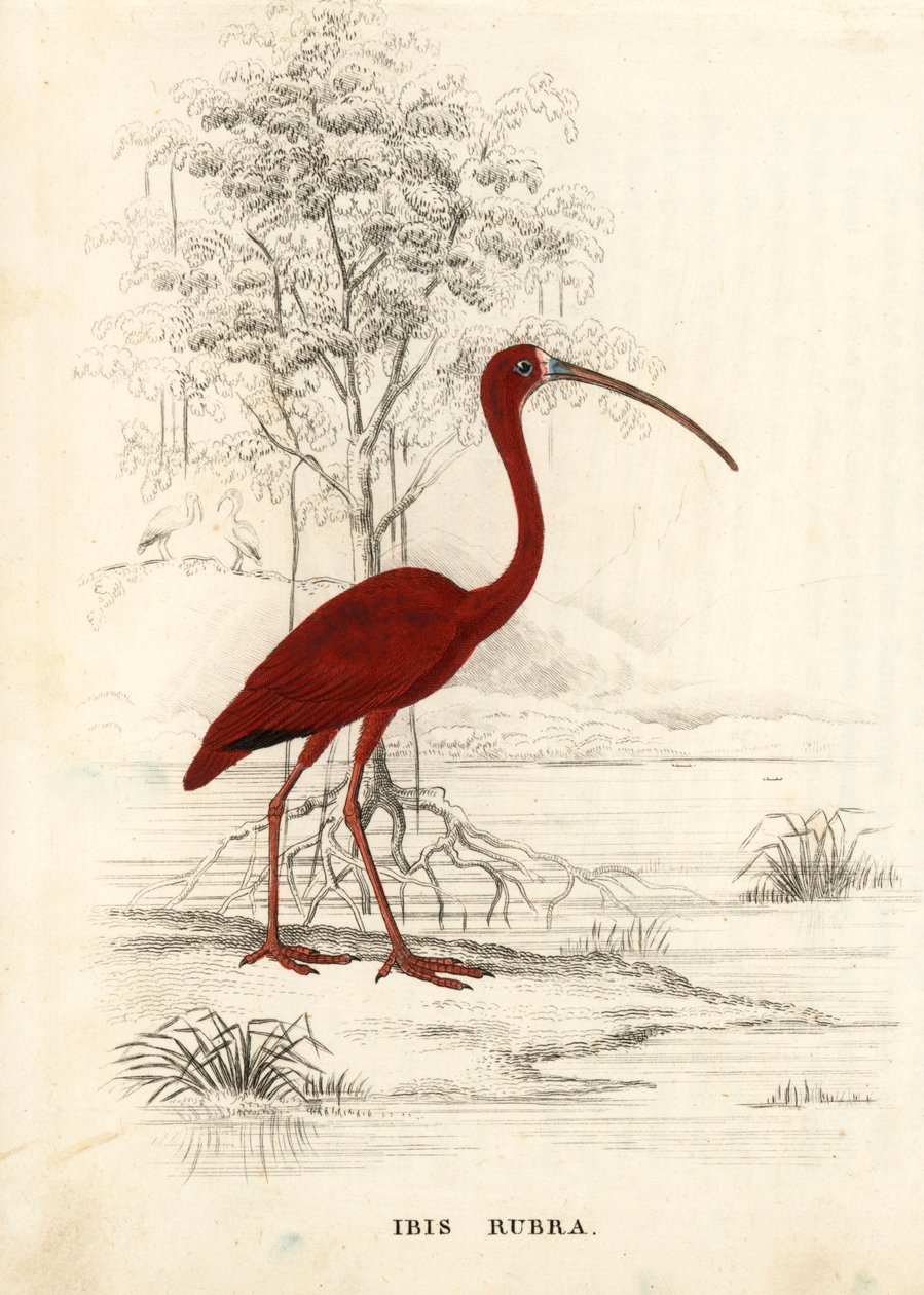 Rød ibis, Eudocimus ruber (Ibis rubra). Håndkoloreret stålstik fra Georg Friedrich Treitschkes naturhistoriske galleri, Naturhistorischer Bildersaal des Thierreiches, Liepzig. af Unbekannter Künstler