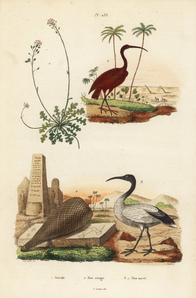Scarlet ibis, Eudocimus ruber 2, afrikansk hellig ibis, Threskiornis aethiopicus 3,4 og candytuft, Iberis sempervirens 1 af Unbekannt