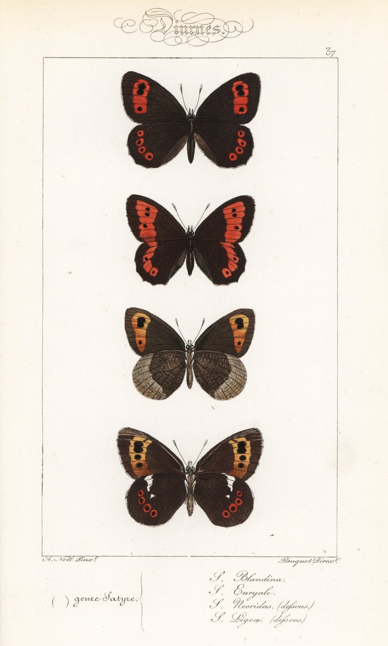 Skotsk argus, Erebia aethiops, stor ringdrossel, Erebia euryale, efterårsringdrossel, Erebia neoridas (ventral), og Arran brown, Erebia ligea (ventral). Håndkoloreret stålstik af brødrene Pauquet efter en illustration af Alexis Nicolas Noel fra Hippoly af Unbekannter Künstler