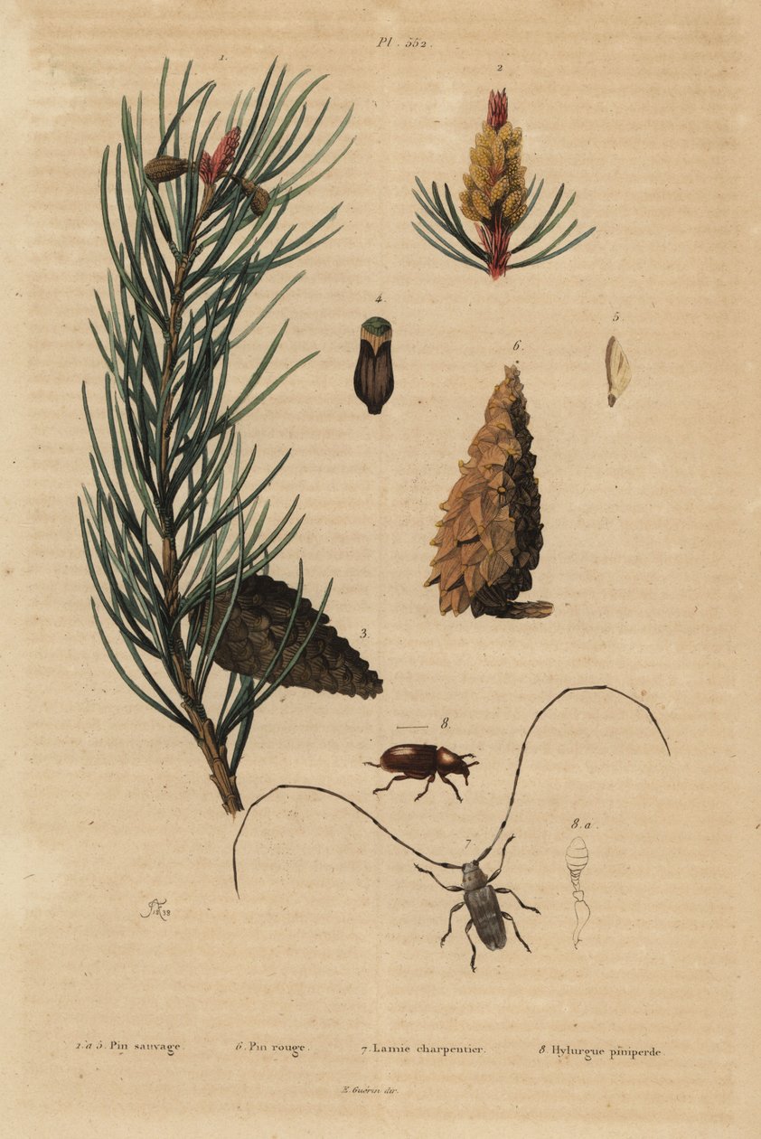 Skovfyr, Pinus sylvestris 1-5, og rød- eller nordfyr, Pinus resinosa 6, væverbille, Lamia textor 7 og fyrrebille, Tomicus piniperda 8 af Unbekannt