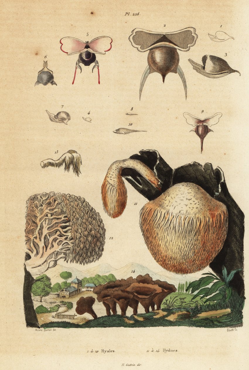 Havsnegle, Diacavolinia limbata og Diacria trispinosa 1-10, og Hydnum svampe, pindsvine svampe, Hydnum repandum 14, koral tand svampe, Hericium coralloides 12 osv. af Unbekannt