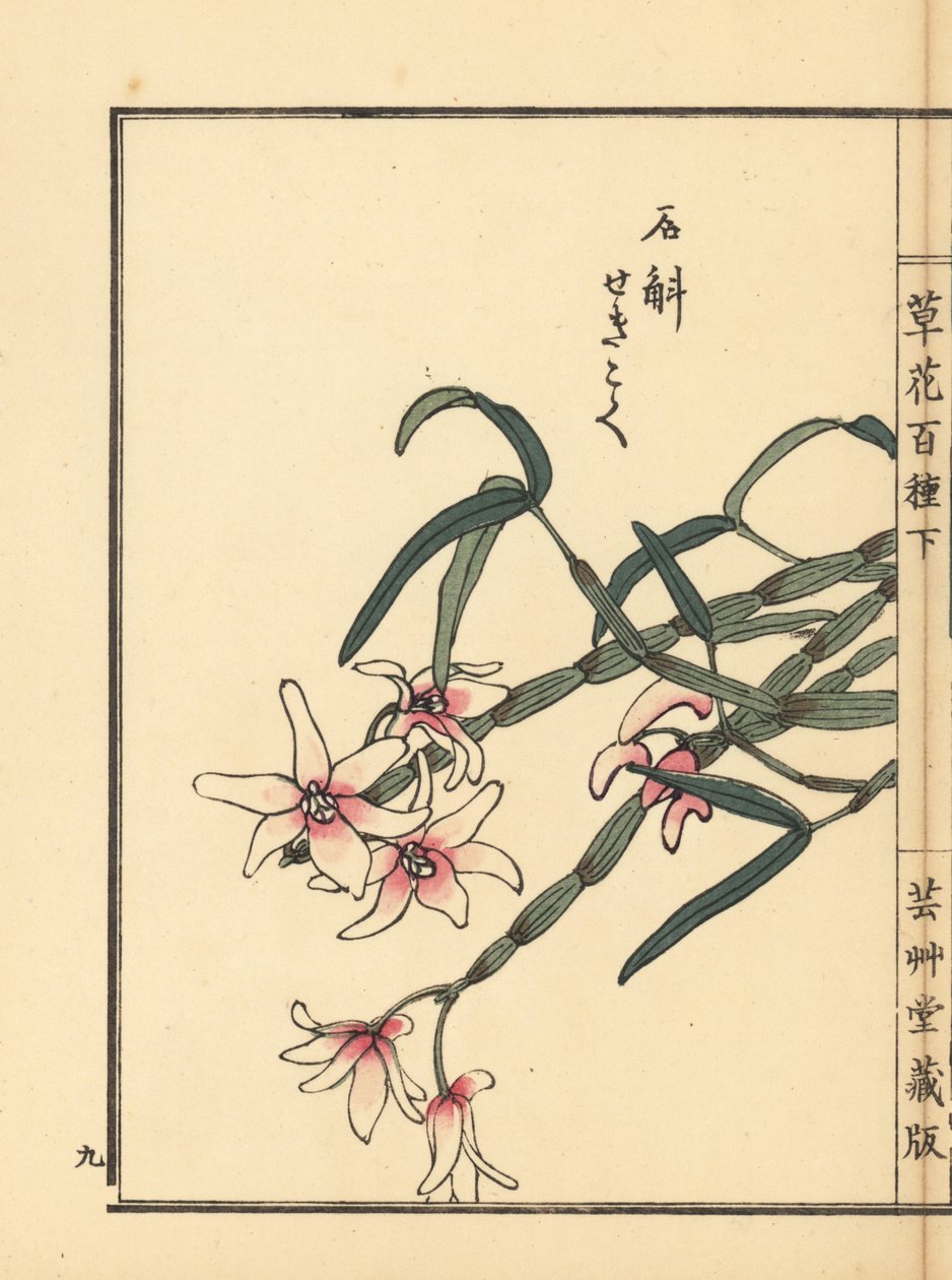 Sekkoku, Mohls dendrobium eller japansk stenorkidé, Dendrobium moniliforme. Håndkoloreret træsnit af Kono Bairei fra Kusa Bana Hyakushu (One Hundred Varieties of Flowers), Tokyo, Yamada af Unbekannter Künstler