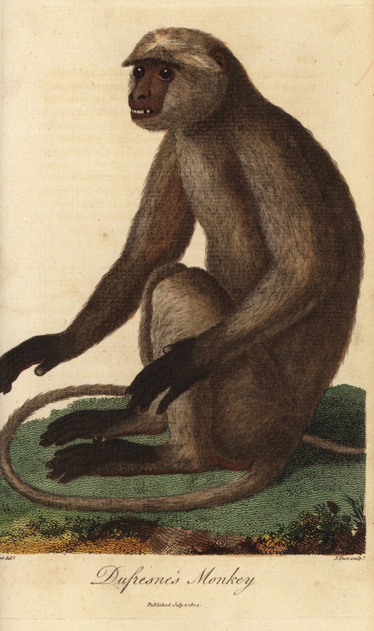 Semnopitheque entelle - Grå langur eller Hanuman langur, Semnopithecus entellus (Dufresnes abe, Simia entellus) - Håndkoloreret kobberstik af J. Pass efter en illustration af Jean Baptiste Audebert fra Ebenezer Sibly