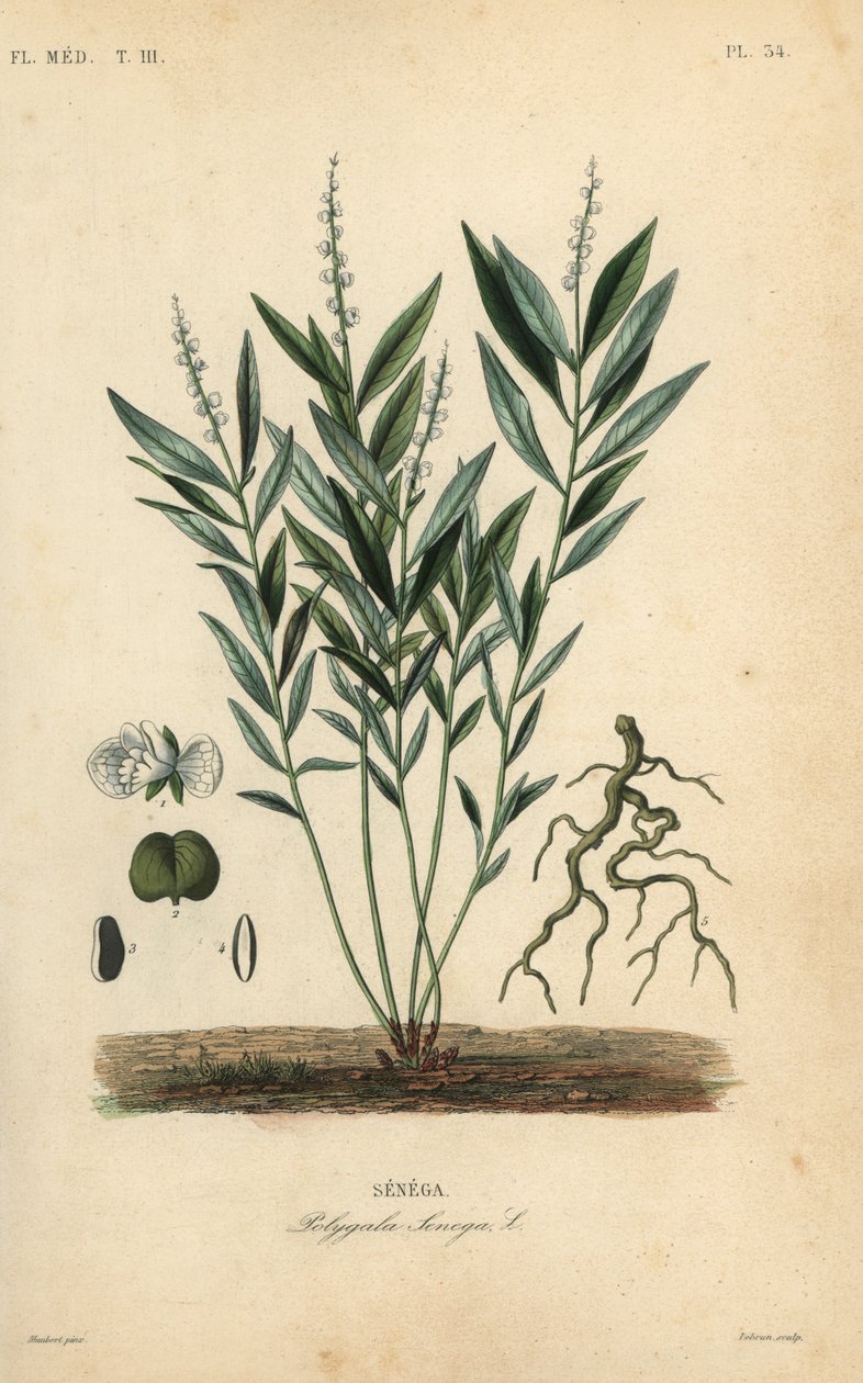 Seneca slangerod eller klapperslangerod, Polygala senega, Senega af Unbekannt