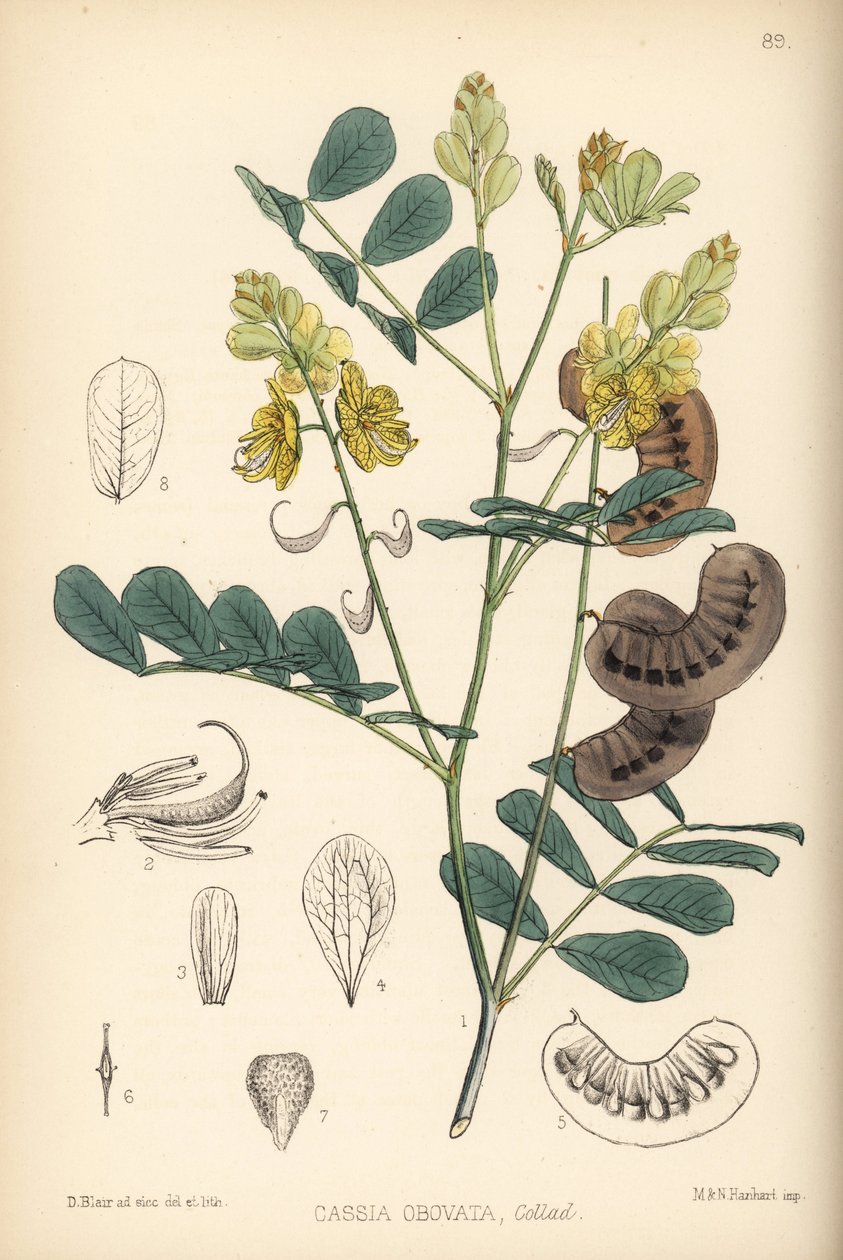 Senegalsenna, italiensk senna eller Port Royal senna, Senna italica (Cassia obovata). Håndkoloreret litografi af Hanhart efter en botanisk illustration af David Blair fra Robert Bentley og Henry Trimen