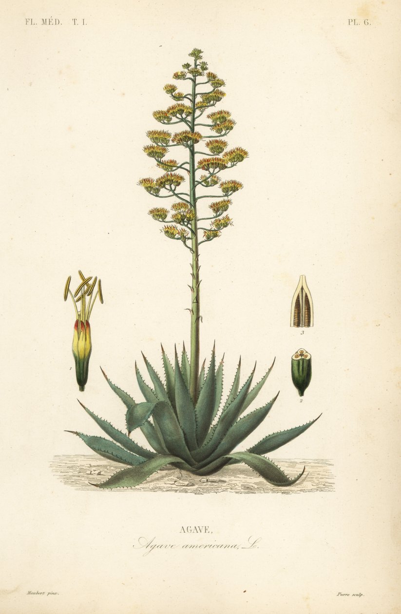 Sentry plante, århundrede plante, maguey eller amerikansk aloe, Agave americana, Agave af Unbekannt