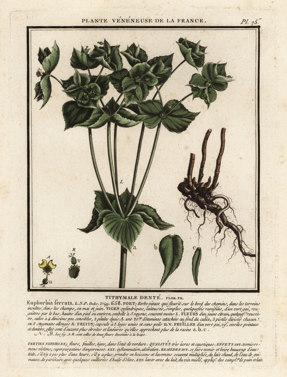 Tandspids, Euphorbia serrata. af Unbekannter Künstler