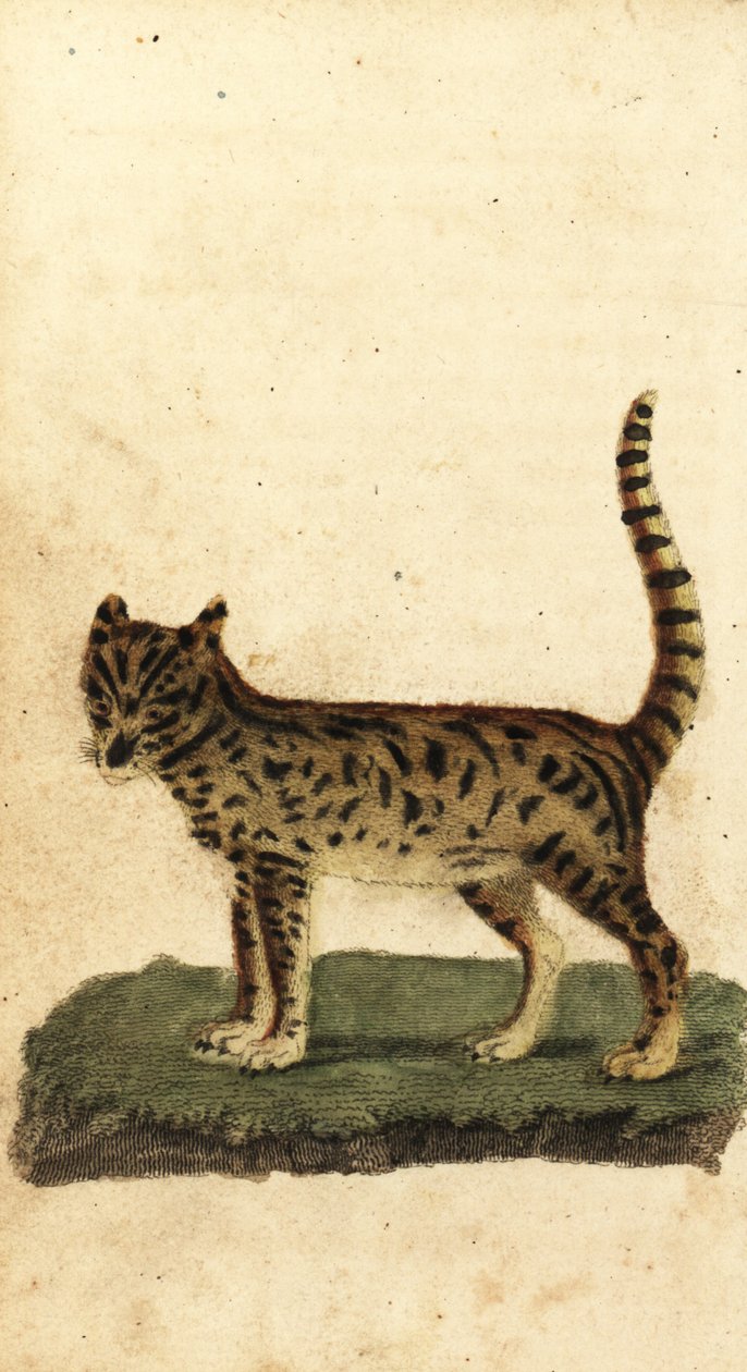 Serval, Leptailurus serval., 1800 (gravering) af Unbekannter Künstler