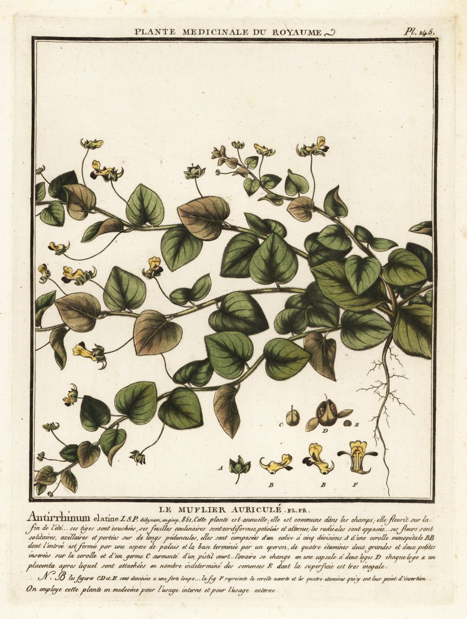 Sharpleaf cancerwort, Kickxia elatine. af Unbekannter Künstler