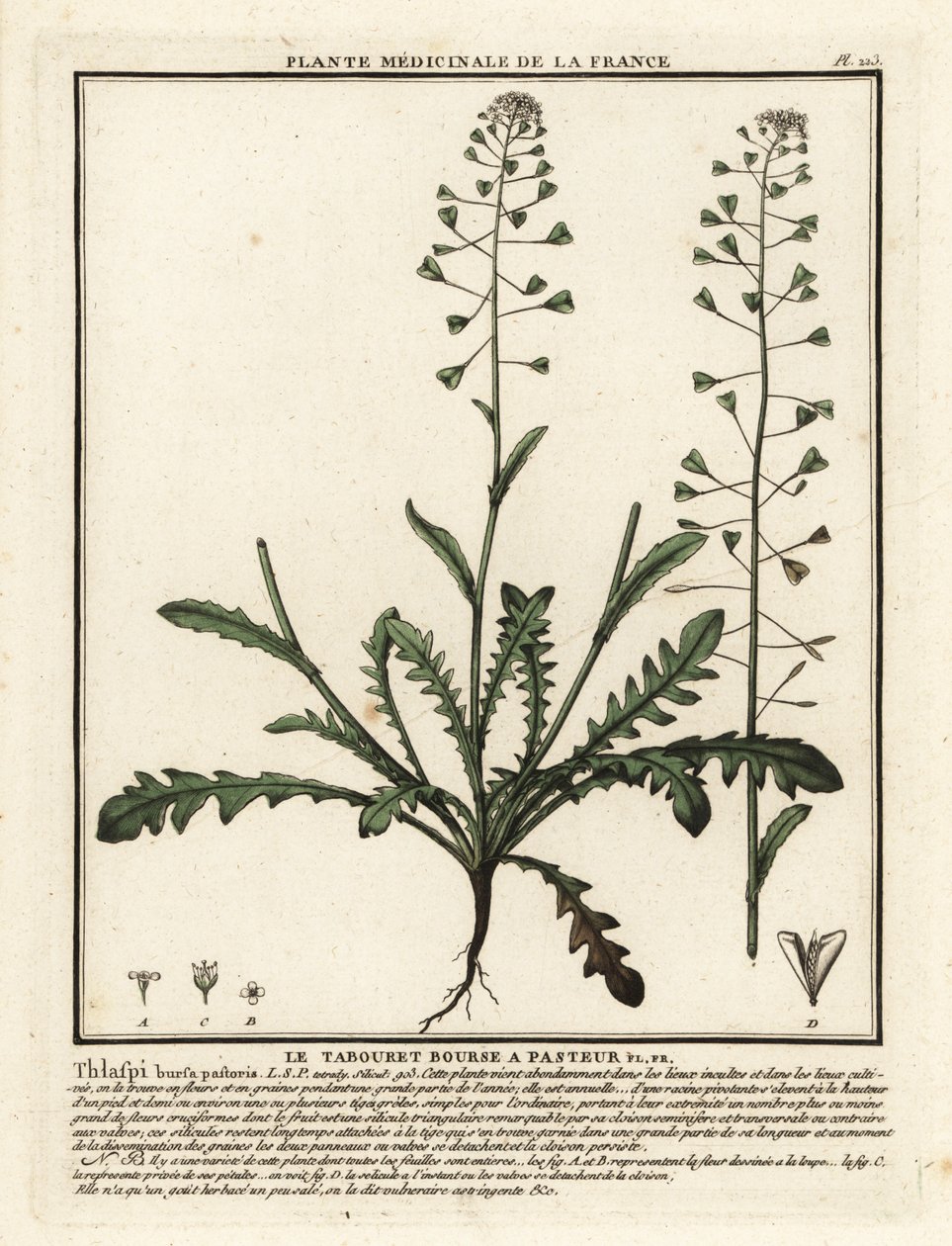 Hyrdepung, Capsella bursa-pastoris. af Unbekannter Künstler