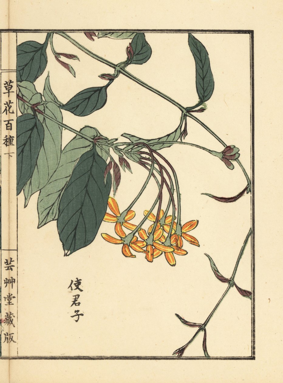 Shikunshi, kinesisk kaprifolium eller Rangoon creeper, Combretum indicum (håndkoloreret træsnit af Kono Bairei fra Kusa Bana Hyakushu (One Hundred Varieties of Flowers), Tokyo: Yamada af Unbekannter Künstler